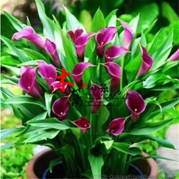 彩色马蹄莲花苗球根水培植物办公室桌面盆栽阳台花卉颜色齐全任选