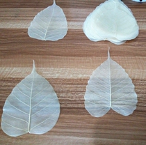 Natural Bodhi leaf vein leaf painting calligraphy painting Heart Sutra Buddhist scriptures copying Bodhi paintings