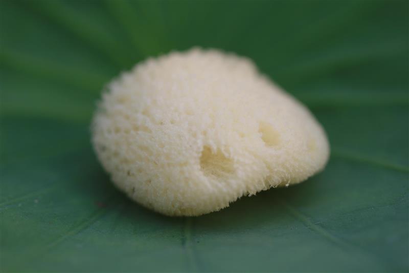 Greece imported natural small sponge for watercolor texture special 2-2 5-inch cute little sponge