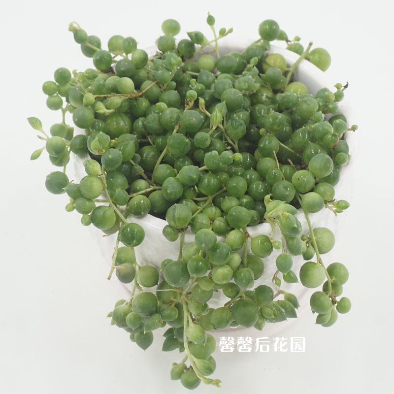 Round Buddha Beads Brocade Pearl Chlorophytum Radiation Protection Succulents Potted Flowers Green Plants Greenhouse Direct Sales Lover's Tears