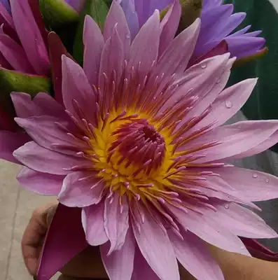 Fresh powder lotus flower fragrance Lotus fresh bud super moisturizing delay aging 3kg start