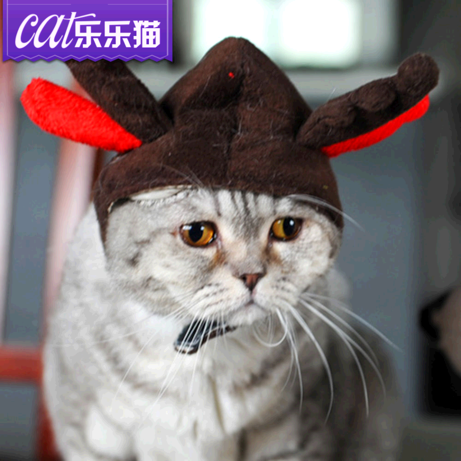 宠物帽子变身装帽 猫狗帽子头饰宠物饰品 卖萌必备 猫咪扮靓单品