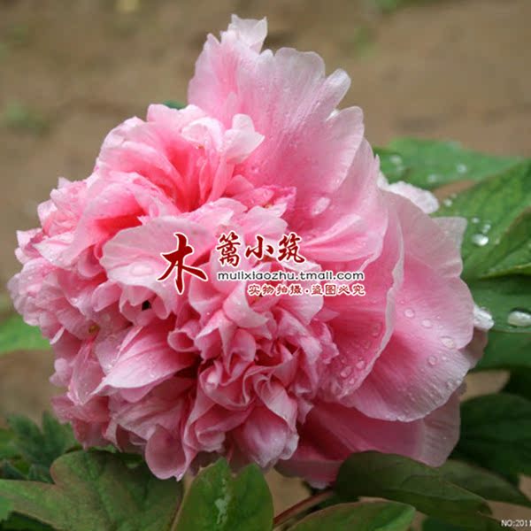 精品盆栽 庭院蓝色 牡丹花苗【粉天使】极其珍贵