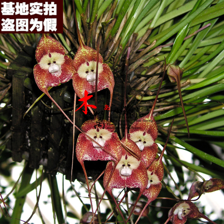 【多脸猴16】猴面兰花盆栽花卉兰花苗大花蕙兰 蝉兰 虎头兰当年开