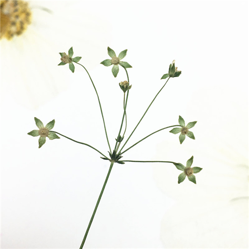 White star grass green treatment flower embossing dried flower Natural dried flower Mobile phone shell Plant specimen teaching flower things are not done