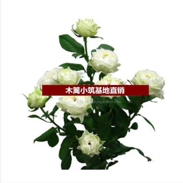 新品藤本月季花苗【白雪】大花爬藤藤本月季四季开花 盆栽