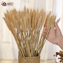 (Mi Yang)Natural wheat ears Air dried flowers Real bouquet opening barley Living room bedroom decoration gift props wheat