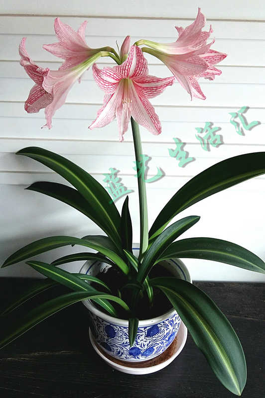 白肋朱頂紅帶葉帶根發貨紅花蓮華胄蘭孤挺花並蒂蓮百子蓮 白肋朱頂紅帶葉帶根發貨紅花蓮華胄蘭孤挺花並蒂蓮百子蓮