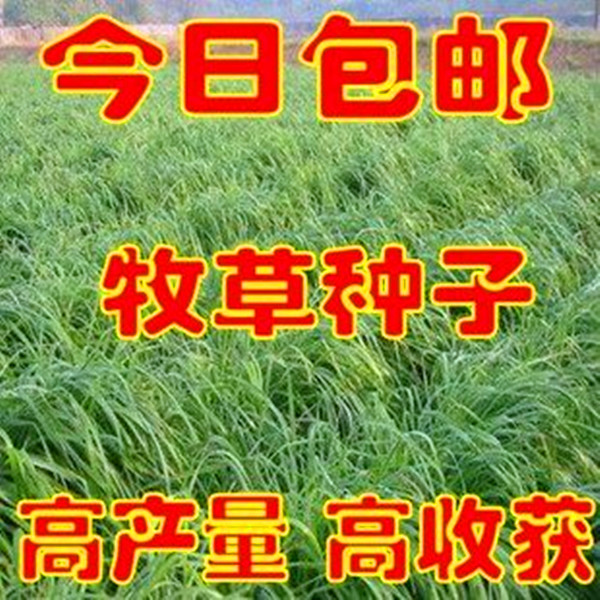 牧草 黑麦草紫花苜蓿菊苣墨西哥玉米南北方多年生黑麦草牧草包邮
