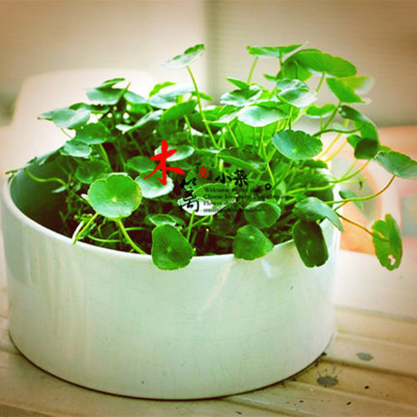 阳台绿植盆栽金钱草花种铜钱草 水培花卉 生长快 铜钱草金钱草