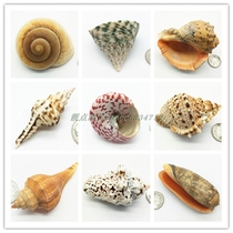 Natural conch shell series Fish tank Landscaping floor decoration Creative home decoration ornaments fleshy flower pots