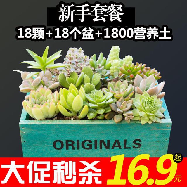 多肉植物组合盆栽新手套餐18颗含盆土种子肉肉包邮办公室绿植花卉