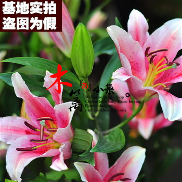 【圣女16】带芽荷兰精选百合球根阳台桌面花卉盆栽百合花苗