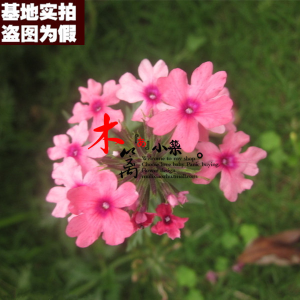 【美女樱3号16】美女樱混色 观赏花卉阳台 垂吊美女樱植物