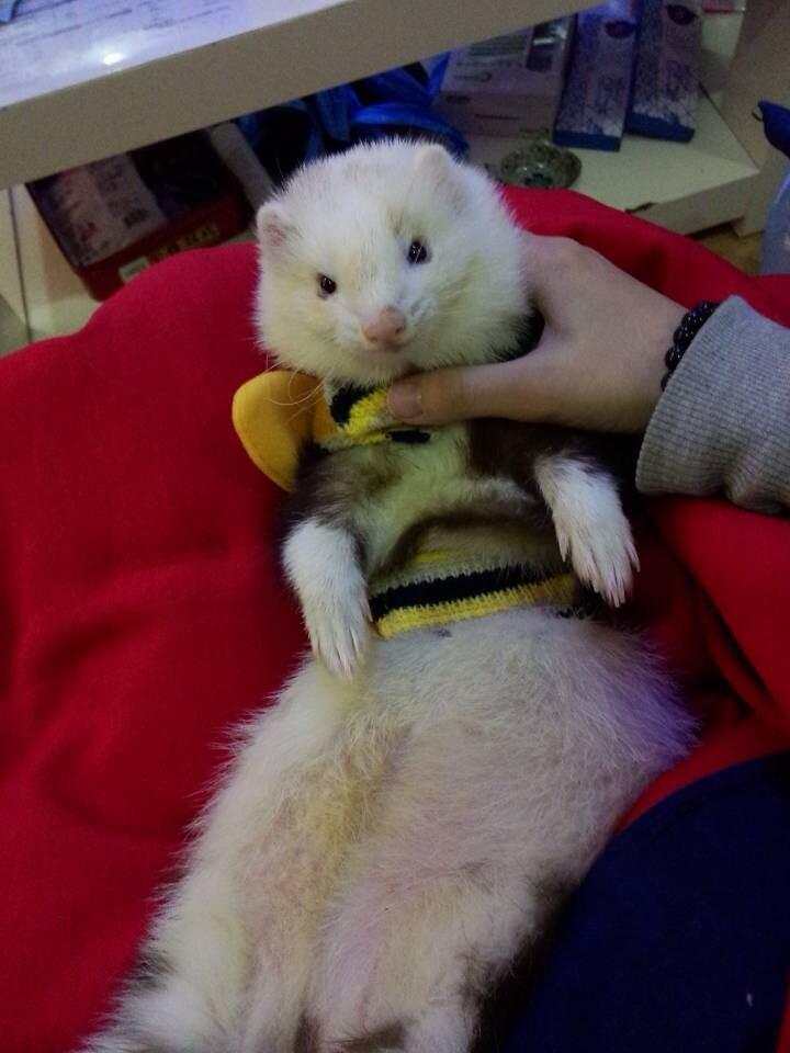 Angoru Pets Supplies Angru Pets Cute Bee Costumes Pet Stings Bee Costumes