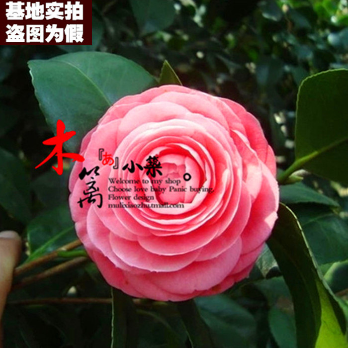 阳台庭院盆栽地栽山茶花树 精品茶花苗【粉六角15】山茶花苗