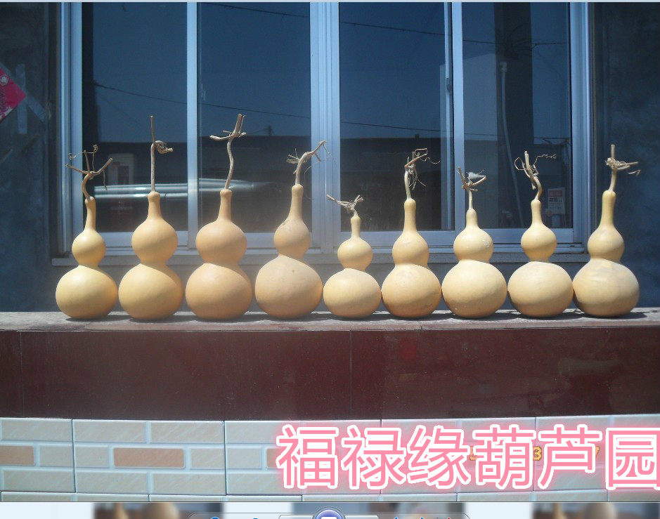 Wild natural growth hoist plant cortex is 18 - 22 cm high