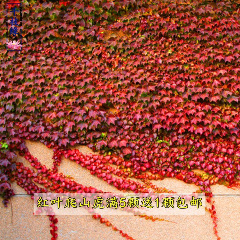 3-year climbing tiger garden climbing vine climbing plant red leaf green leaf climbing wall tiger flower seedling flower green plant potted plant