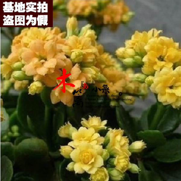 【日出16】长寿花苗 花卉盆栽 净化空气 吸甲醛 办公室电脑防辐射