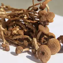 Yellow-faced tea tree mushroom tea new mushroom Wuyishan specialty farm self-produced direct sales without adding natural color New products bulk promotion