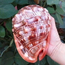 Natural big conch shells four famous snails Marlboro gifts collection decoration big conch fish tank aquarium aquarium landscaping