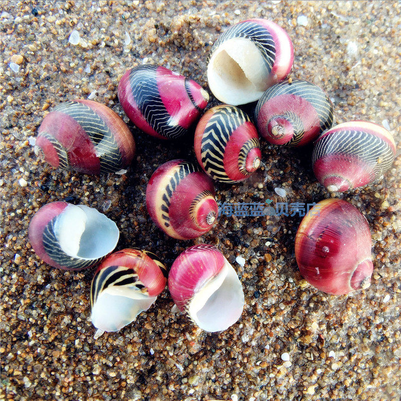 Hot sale Erythrocephalus natural conch shell mini 1-2CM aquarium floor decoration ornament specimen collection
