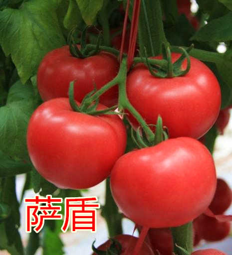 Tomato seeds, tomato seeds, imported from the Netherlands, anti-TY virus, large fruit, and high yield