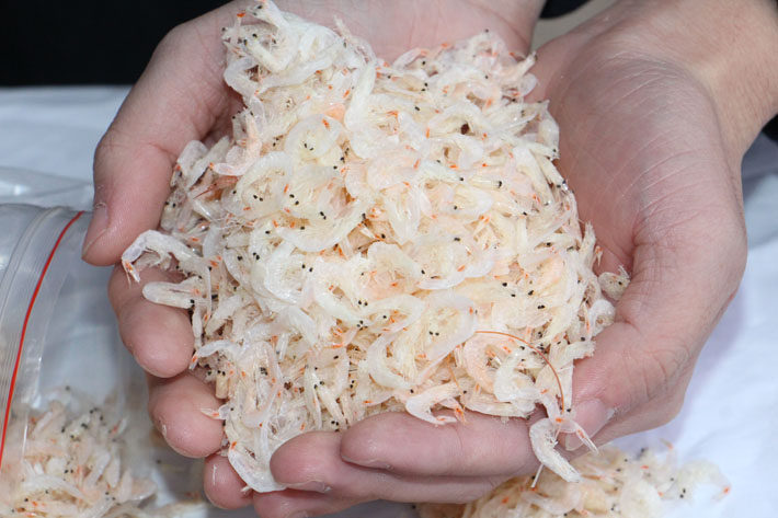 Wenzhou specialty shrimp skin salt-free dry small shrimp skin 250g ready-to-eat wild dry goods shrimp skin pregnant woman small shrimp rice