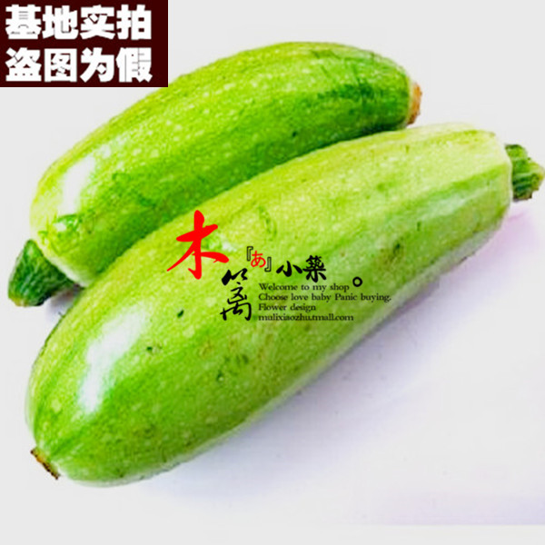 【北瓜16】阳台盆栽黄瓜南瓜苦瓜丝瓜蒲瓜西葫芦瓜果王瓜