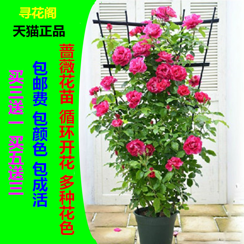 多花爬藤蔷薇花苗月季玫瑰 攀援爬墙 5年苗盆栽 四季开花卉绿植物