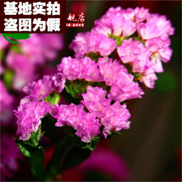 【桃红色16】蓝色勿忘我 家庭园艺阳台盆栽花卉【50粒装】