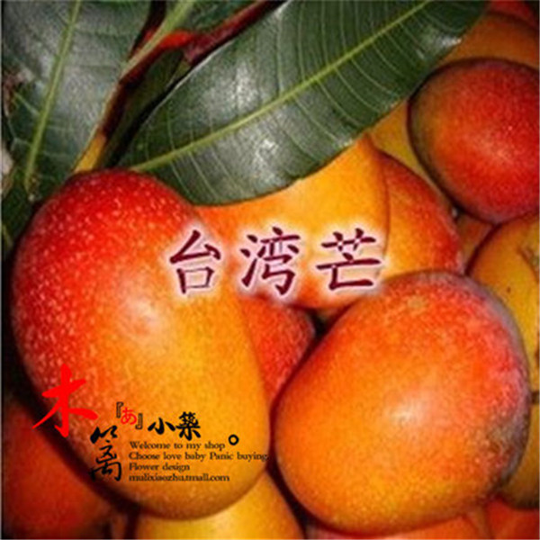 【台湾芒】室内外庭院盆栽地栽芒果花苗 芒果树 南北方种植产量高