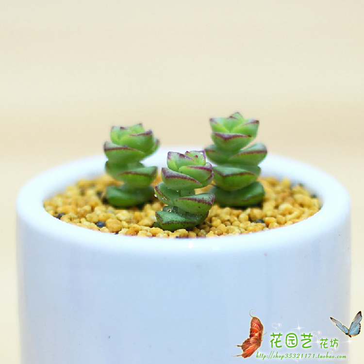 Multi-meat Multi-Pulp Plant Money Dodo Money Bunch of Star B Women's Office Inner Desktop Radiation Protection Mini Potted