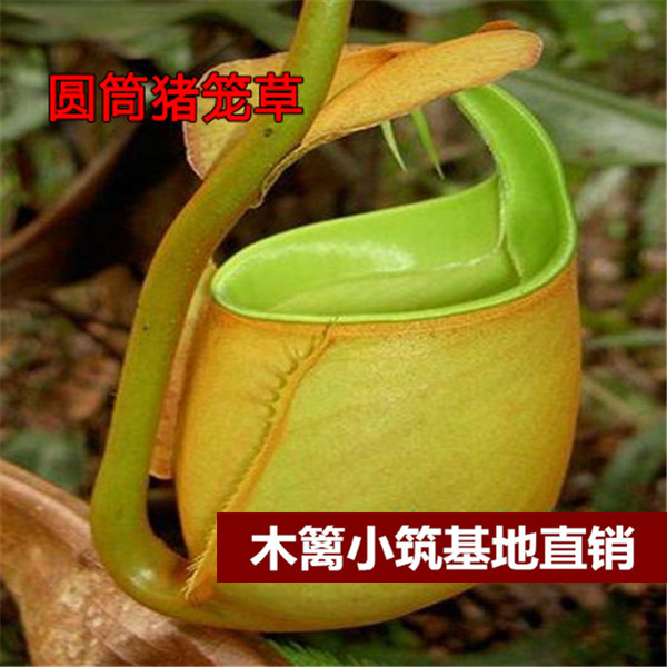 【圆筒猪笼草16】猪笼草 食虫草 捕蝇草 夏季驱蚊【20粒】