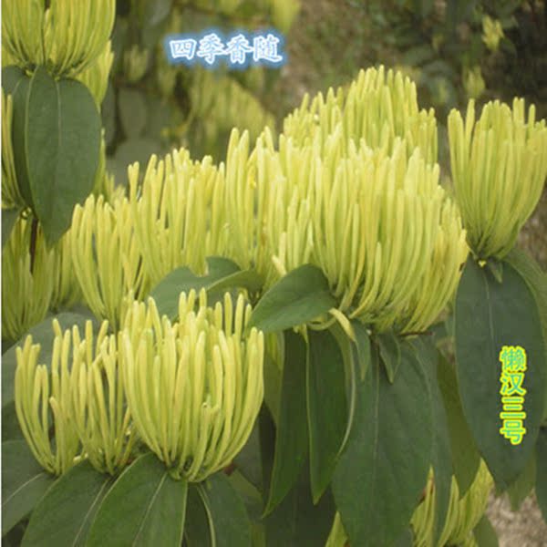 【九丰一号金银花药用】金银花苗 攀援藤本花卉苗木 盆栽地栽苗