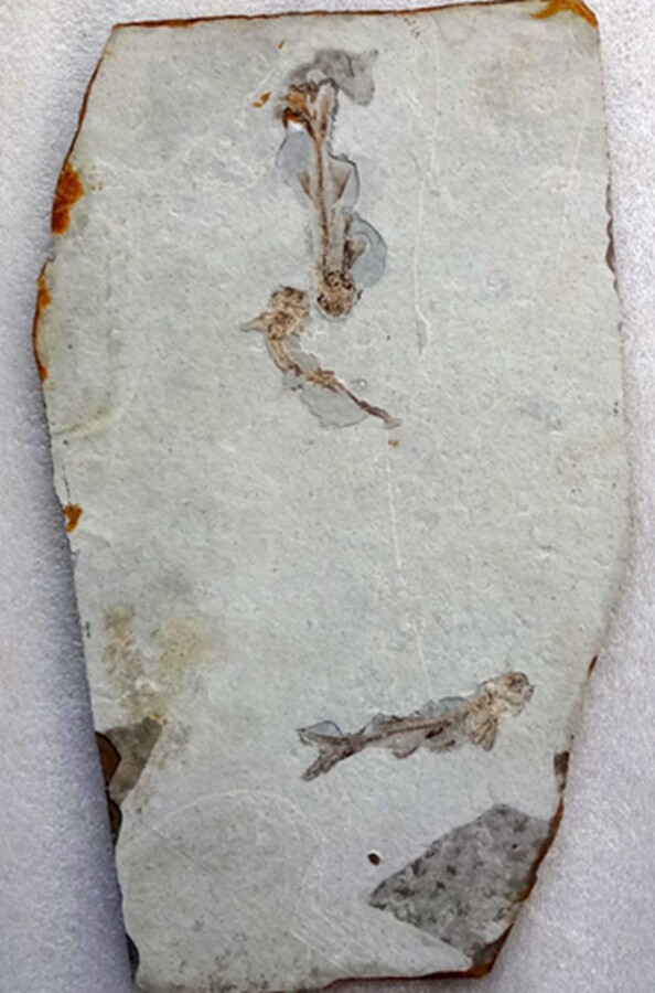 Liao West boutique hard plate 31 cm large plate wolf-fin fish group fish fossil specimens (reverse side also have fish) 8532