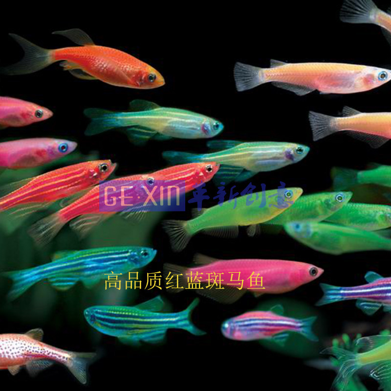 smallest cold water fish