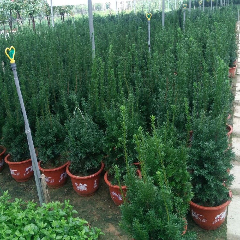 �̴�춹ɼmdyhds0090