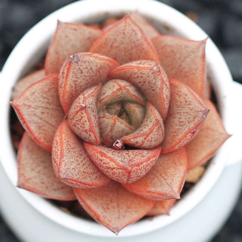 Ҽ�����ͽ�����ֲ�����Դ�ͽ�