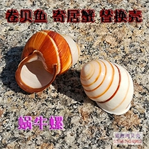  Natural conch shell white snail snail roll shellfish Hermit crab replacement shell fish tank micro-landscape aquarium landscaping