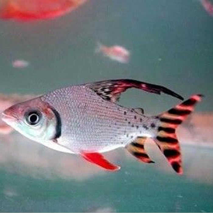 中大型熱帶魚觀賞魚淡水魚飛鳳魚龍虎魚專配魚9紋10紋飛鳳魚活體 中大型熱帶魚觀賞魚淡水魚飛鳳魚龍虎魚專配魚9紋10紋飛鳳魚活體