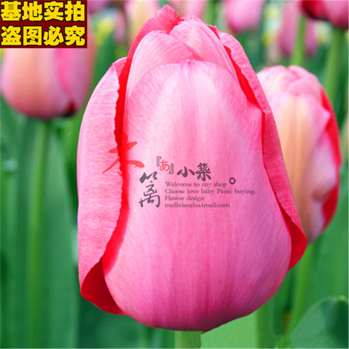 【迷人粉黛16】带芽郁金香球根阳台桌面花卉盆栽郁金香花苗