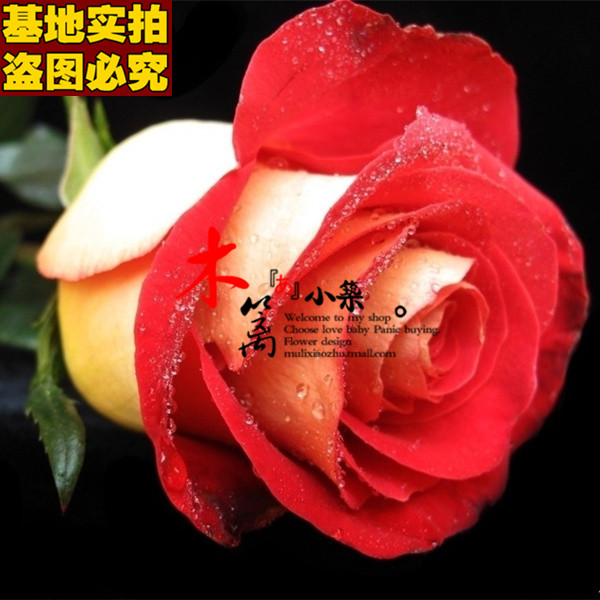 【阳光绿洲16】玫瑰苗花卉 玫瑰花苗 四季播盆栽地栽易种植物