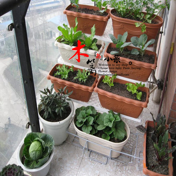 室内阳台秋葵 鸡毛菜 四季香菜 荠菜 生菜 白菜四季栽植蔬菜苗