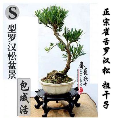 Podocarpus chinensis tree stump potted bonsai sparrow tongue Podocarpus chinensis sapling rice leaf Podocarpus chinensis bonsai special price