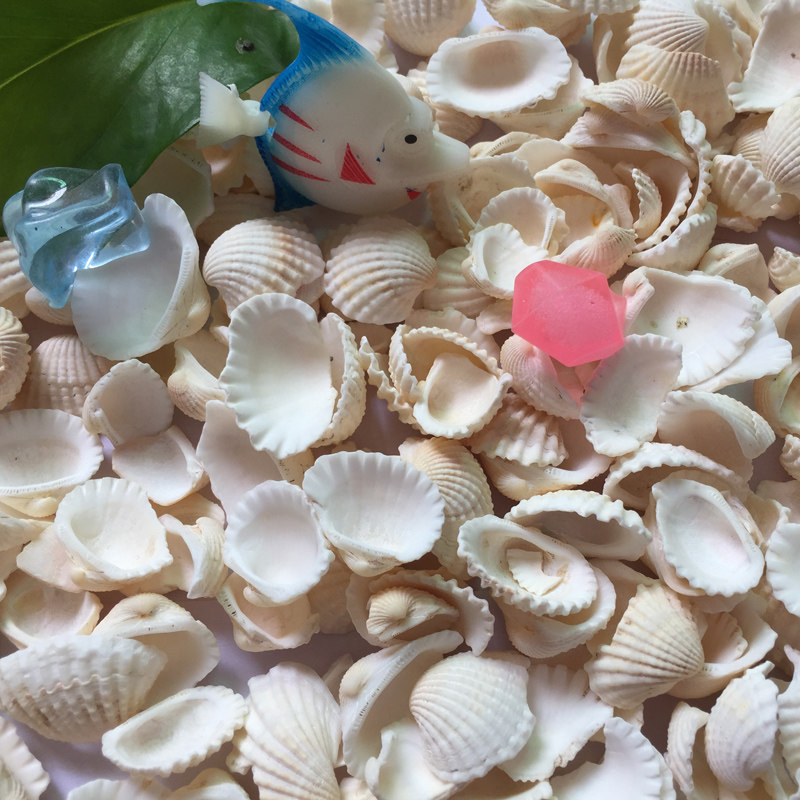 Natural shell conch crushing shell Shell Shell Shell aquarium bottom sand decorated beer 3 yuan a pound