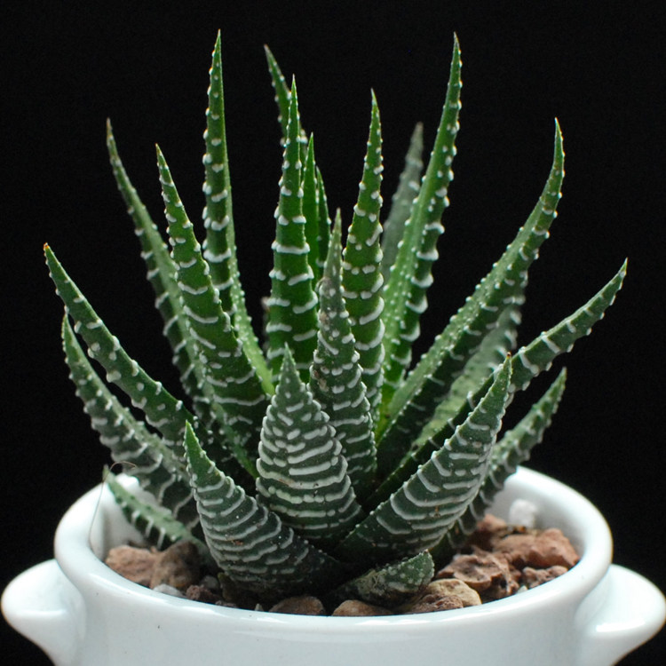 Ҽ����ֲ����������ʮ����