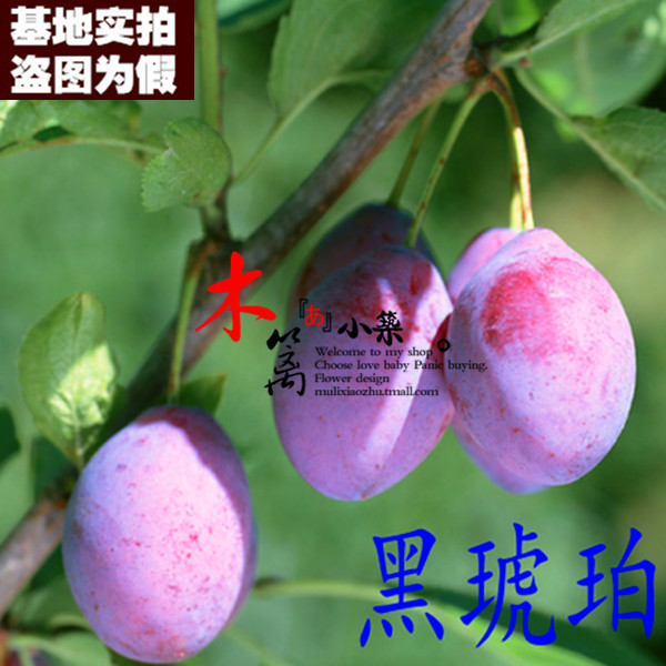 【黑琥珀二号15】阳台庭院盆栽地栽嫁接李子苗 南北方皆适宜