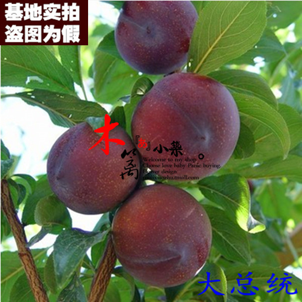 【大总统15】阳台庭院盆栽地栽嫁接李子苗 南北方皆适宜促消化