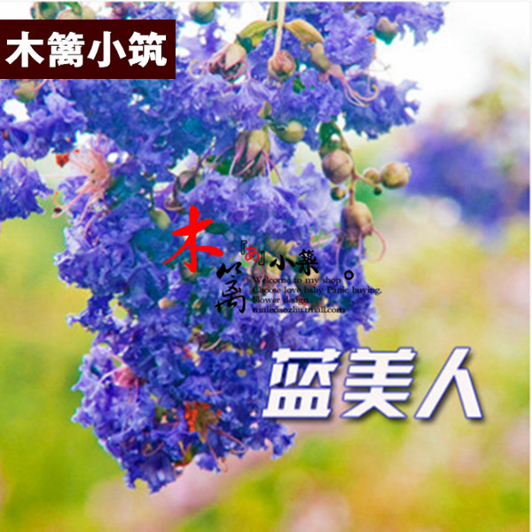 蓝美人 正宗红花紫薇 紫薇小苗美国红火箭紫薇 百日红盆栽地栽苗